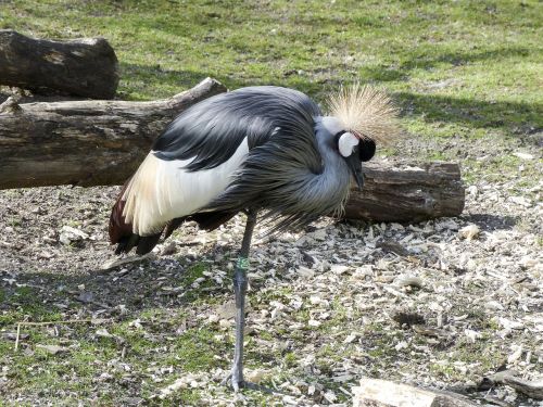 grey crowned crane cranes bird