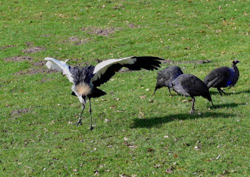 grey crowned crane headdress animal world