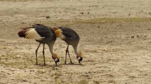 grey crowned crane bird kenya