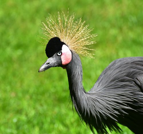 grey crowned crane headdress animal world
