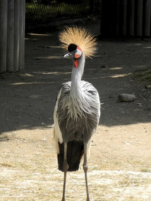 grey crowned crane zoo grey
