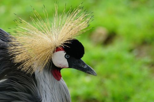 grey crowned crane bird hood