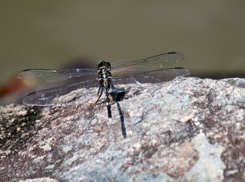 Grey Dragonfly On The Rock