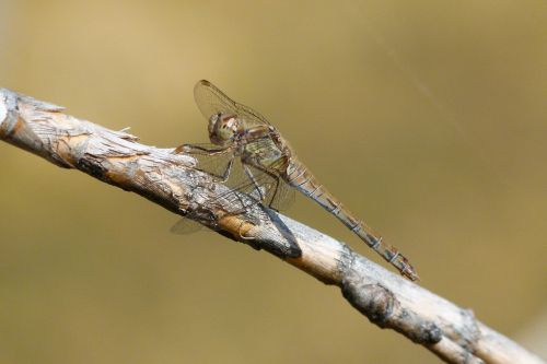 grey dragonfly dragonfly american cane