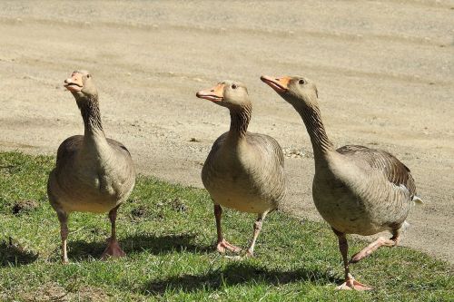grey geese geese poultry