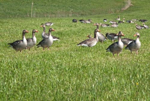 grey geese migratory bird nature