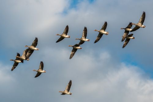 grey geese bird flight flight