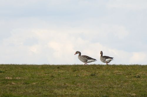 grey geese migratory bird nature