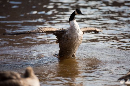 Grey Goose