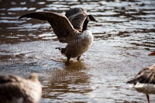 Grey Goose