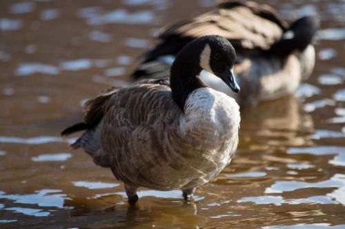 Grey Goose