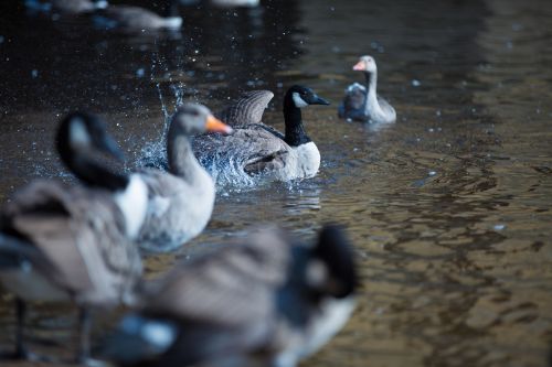 Grey Goose