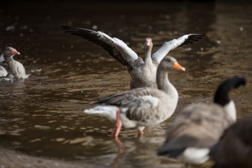 Grey Goose