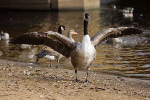 Grey Goose