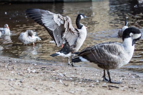 Grey Goose