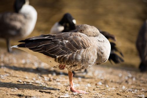 Grey Goose