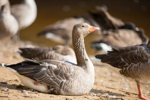 Grey Goose