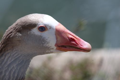 grey goose anser anser bird