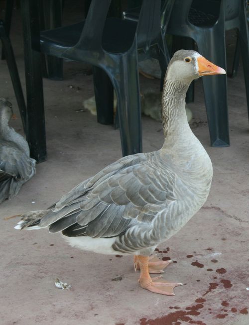 grey goose webbed feet light grey breast
