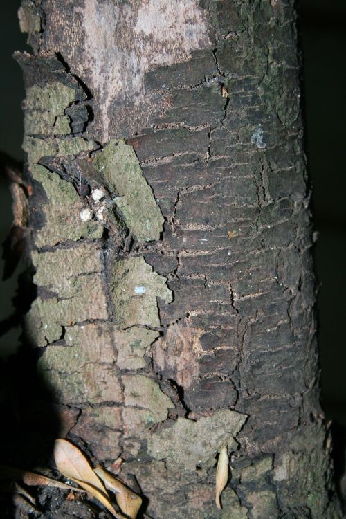 Grey-green Bark