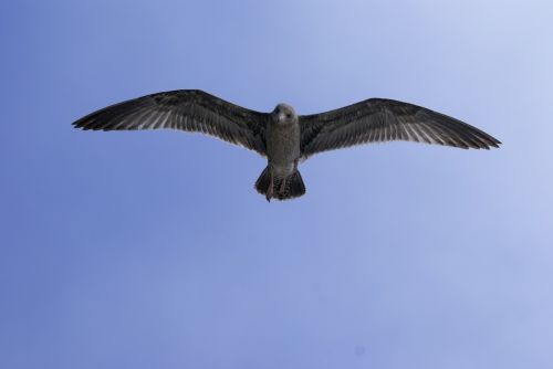 grey gull sea gull bird flying