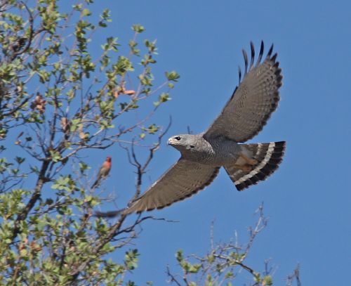 grey hawk bird raptor