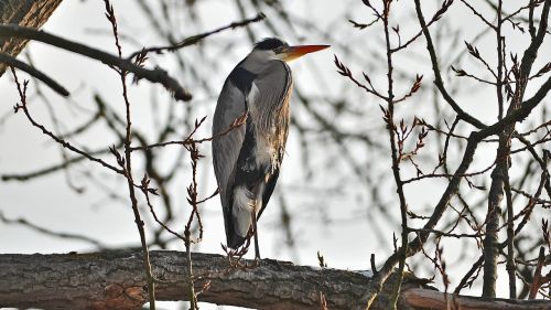 grey heron icicle bird