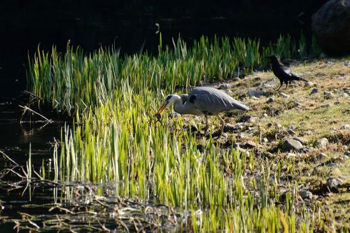 grey heron heron eastern