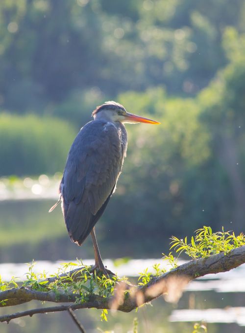 grey heron bird natural