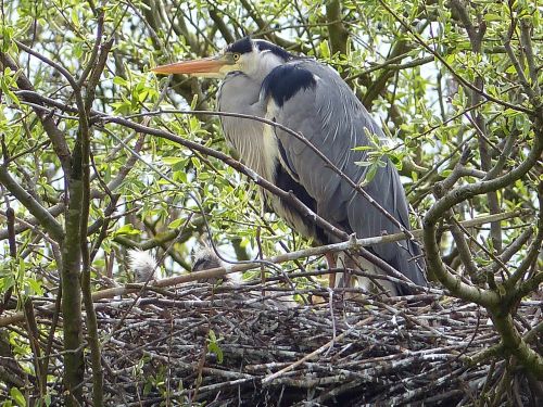 grey heron heron bird's nest