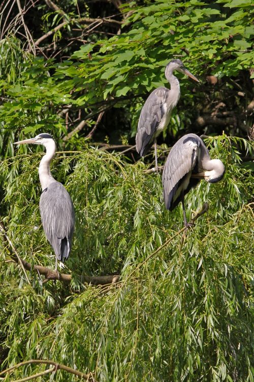 grey heron tree birds