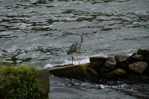 grey heron heron bird