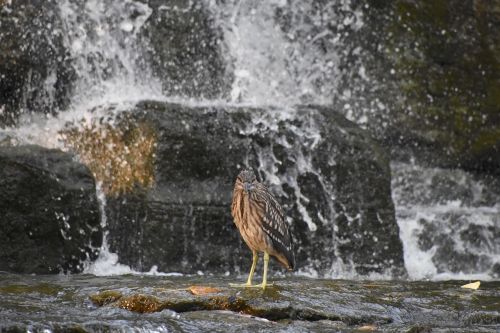 grey heron birds falls