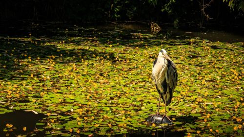 grey heron pond heron