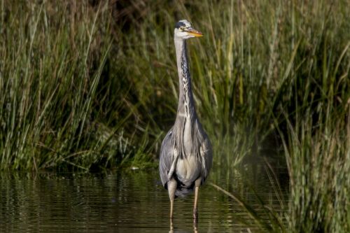 grey heron water bird