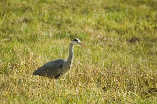 grey heron heron bird