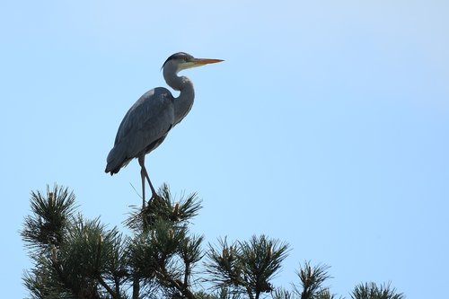 grey heron  tree  viewpoint