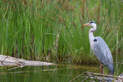 grey heron  nature  marsh