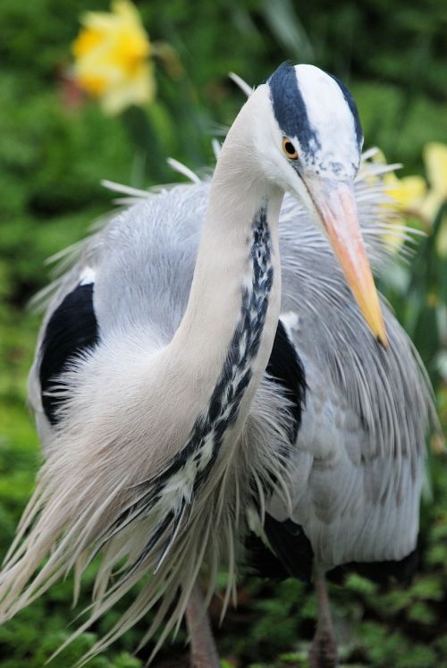 grey heron graceful ardea cinerea