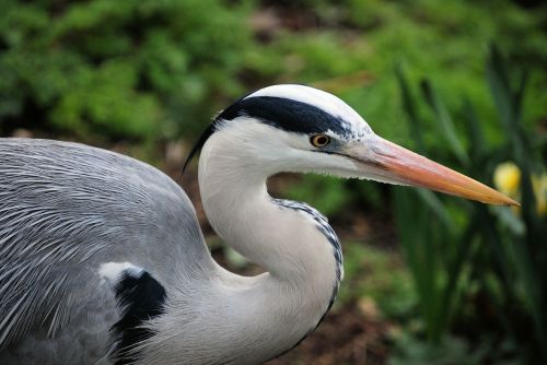 grey heron graceful ardea cinerea