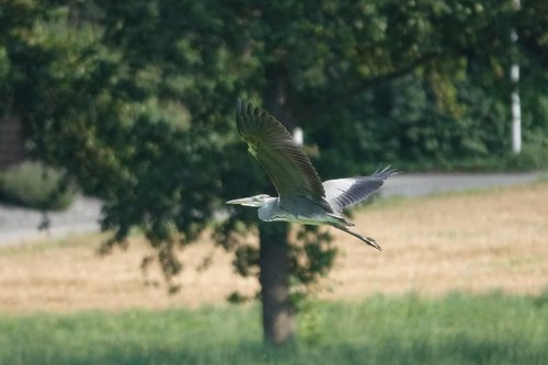grey heron  flying  field