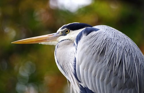 grey heron  water bird  pond