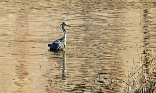 grey heron  waters  moat