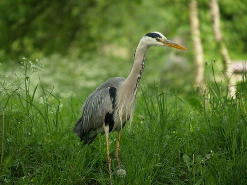 grey heron  natural  outdoor