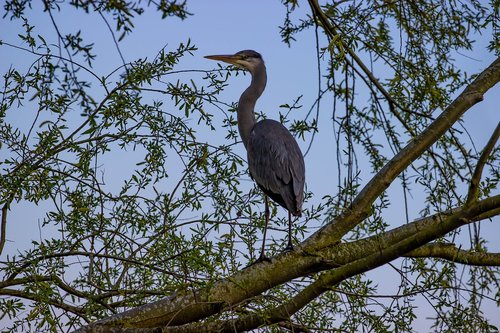 grey heron  heron in tree  resting