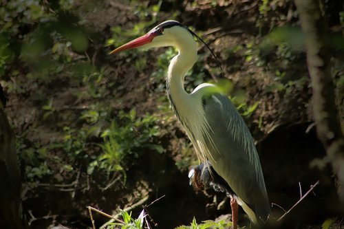 grey heron  heron  bird