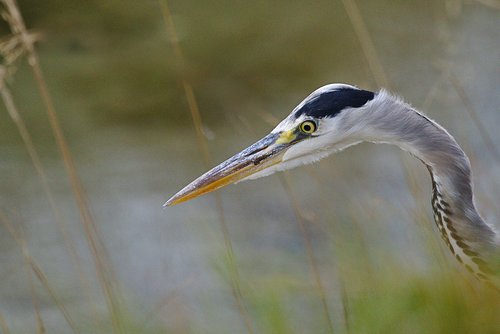 grey heron  bill  eye