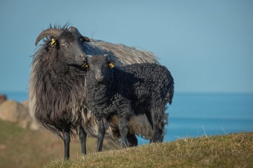 grey horned heidschnucke heidschnucke sheep