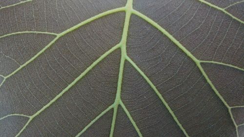 grey leaves mesopodium petiolus
