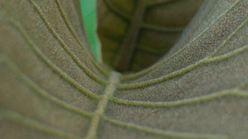 grey leaves mesopodium petiolus